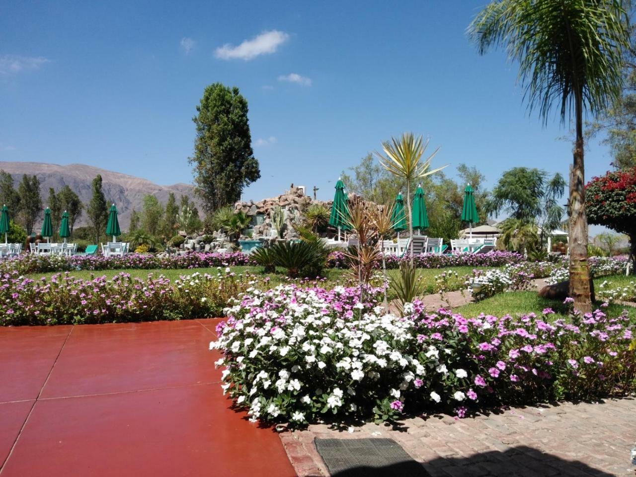 Casa Hacienda Nasca Oasis Hotel Nazca Bagian luar foto